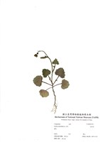 藏品(紫背草)的圖片